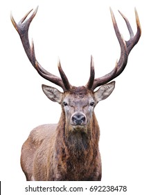 Mature Red Deer Stag isolated on white.