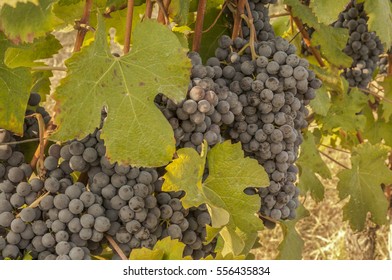 Mature Red Nebbiolo Grapes In An Italian Vineyard