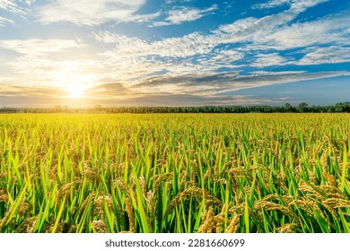 Mature rice fields in the autumn season