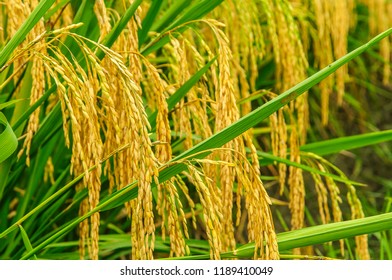 Mature Rice Plant Closeup Scenery Stock Photo 1189410049 | Shutterstock