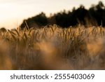 mature rye in a field at sunset, the yellow sun at sunset in a field with rye