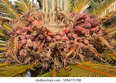 Mature Seeds Of The Sago Palm (Cycas Revoluta) , Fuerteventura, Canary Islands, Spain