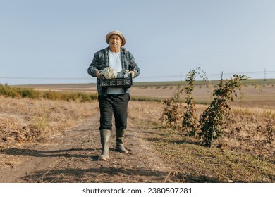 A mature senior man, an American farmer, walks through the bountiful farmland, embracing the beauty of nature. American Male Carrying Crate in Countryside - Powered by Shutterstock