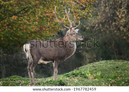 Mature Sika deer stag during the rut in autumn.