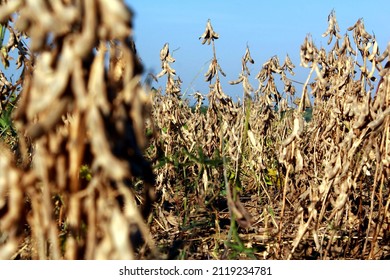 Mature Soybean Crop Ready Harvest Stock Photo 2119234781 | Shutterstock