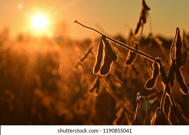 Mature soybean pods, back-lit by evening sun. Soy agriculture