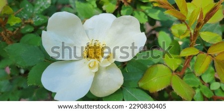 Mature Sunny White Knockout Rose Flower