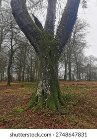 Mature tree with moss coverage