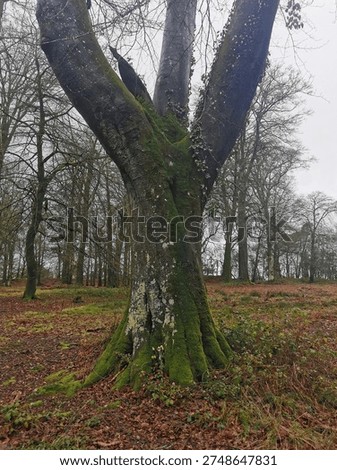 Mature tree with moss coverage