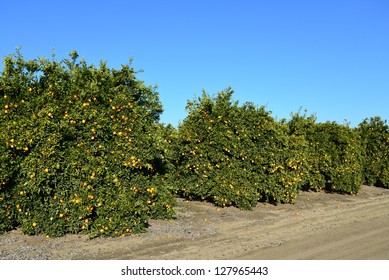 Mature trees are ready for harvesting in a Central California orange grove