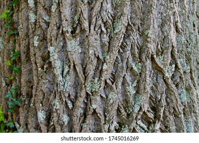 Mature tulip poplar trees exhibit bark in regular and irregular patterns, evoke abstract paintings or representations of fractal geometry. They host a variety of plant life including lichens and ivy.