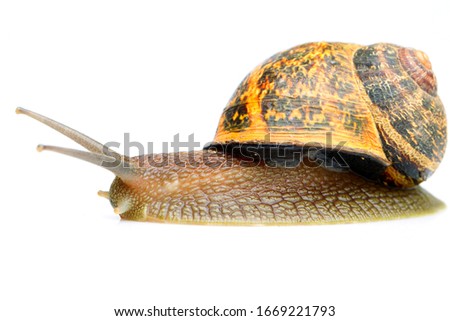 mature typical scallop isolated on white studio shot macro cute antenna brown animal white nature isolated background scene home food earth small shell single farming house slow wet speed move scenery