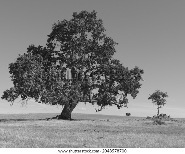 Mature Valley Oak Tree alongside a Valley\
Oak sapling in the midst of a cattle\
pasture