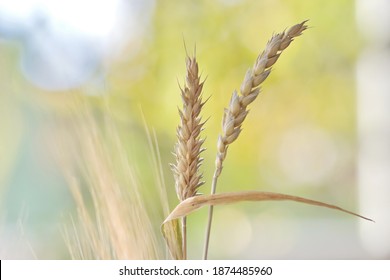 Mature wheat spikes on a yellow, blue, white and green background.
