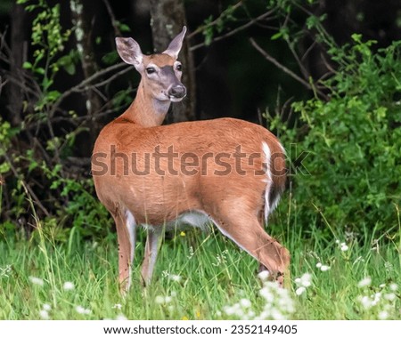A mature white tail doe deer in the woods looking backwards in Warren County, Pennsylvania, USA on a sunny summer day