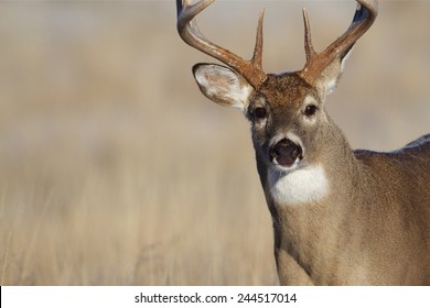 Mature Whitetail Buck, Highly Detailed Close Up Portrait Free Range Deer Hunting In Midwestern States Ohio Illinois Indiana Michigan Wisconsin Minnesota Missouri Kansas Nebraska North South Dakota 