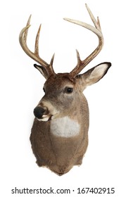 A mature whitetailed buck isolated on a white background.