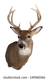 A mature white-tailed deer buck isolated on a white background.