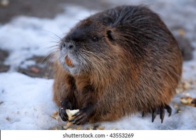 Mature Beaver Pics