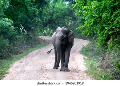 A mature wild elephant stands on a roadway within Kaudulla National Park at Gal Oya Junction in central Sri Lanka in the late afternoon. - Shutterstock ID 1946901919