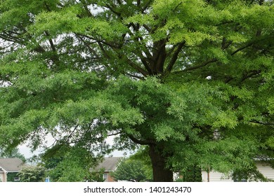 A Mature Willow Oak Tree In Full Floiage; Harrisonburg, VA, USA