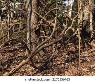 Mature Wisteria Vines Form A Tangled, Chaotic Barrier To Traversing The Woods.