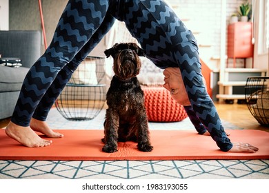 Mature woman doing yoga at home while her curious dog looking at her.