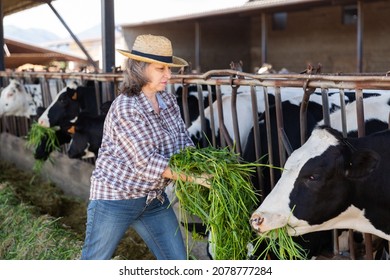 Mature Woman Farmer Working In Cowshed, Feeds Cows With Grass