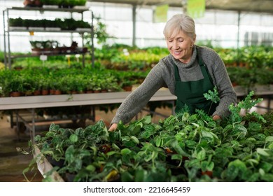 Mature Woman Floral Shop Worker In Apron Taking Care Of Plants.