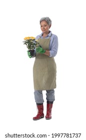 Mature Woman Gardener Worker With Flowers In Pot Isolated On White Background, Full Length Portrait