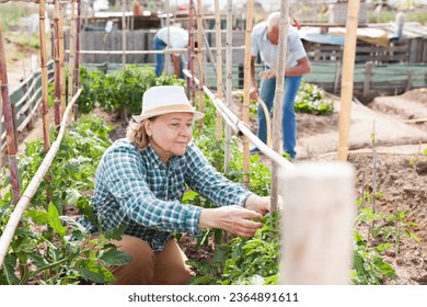 Mature woman gardener working with tomatoes bushes near trellis, family in garden outdoor - Shutterstock ID 2364891611
