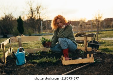 Mature Woman Gardening In Her Backyard Garden