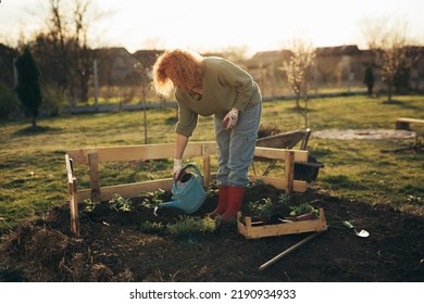 Mature Woman Gardening In Her Backyard Garden