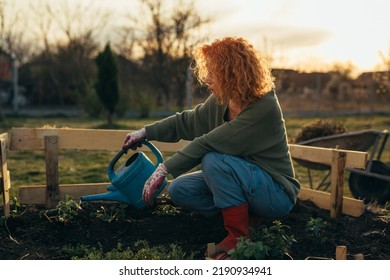 Mature Woman Gardening In Her Backyard Garden