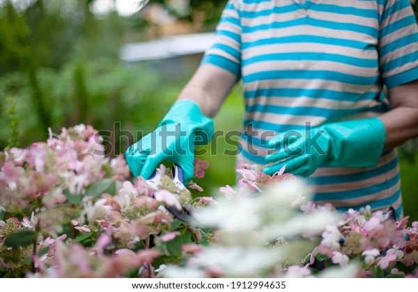 Mature\
woman gardening in her backyard, focus on\
hands