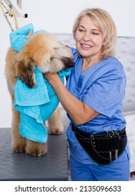 Mature Woman Hairdresser Wipes Puppy Of Afghan