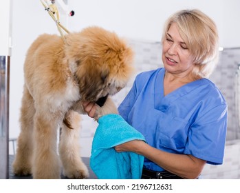 Mature Woman Hairdresser Wipes Puppy Of Afghan