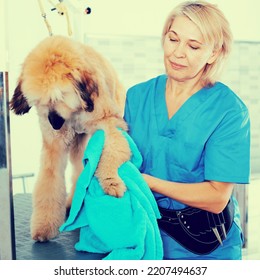 Mature Woman Hairdresser Wipes Puppy Of Afghan