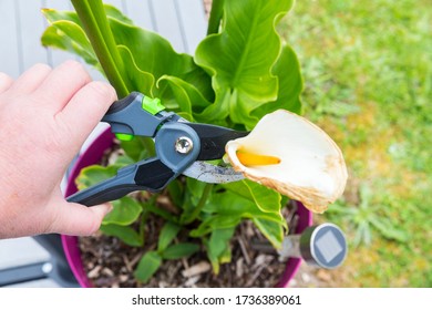 Mature woman hand using shears to cut wilted arum flower, in garden. Authentic scene in spring time - Powered by Shutterstock