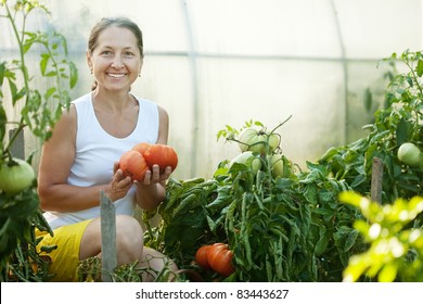 Mature woman picking tomato in greenhouse - Powered by Shutterstock