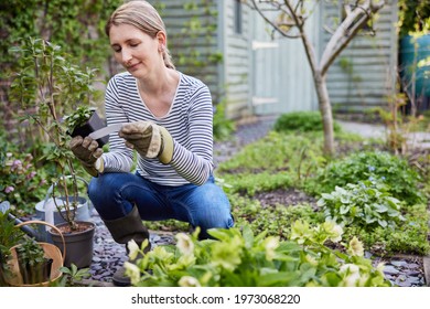 Mature Woman Planting Plants In Garden At Home Reading Label