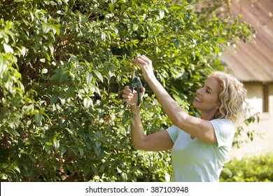 A mature woman pruning a bush - Powered by Shutterstock