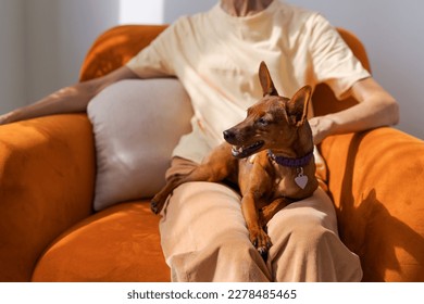 Mature woman sitting in chair with a small dog of the miniature pinscher breed, enjoying the day at home, the concept of animal as a member of the family