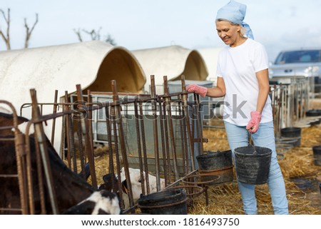 Mature woman taking care of cows and calves on cowshed