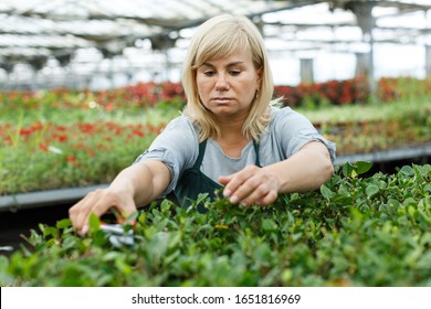 Mature Woman  Taking Care Of Plants Gardenia With Scissors In Greenhouse