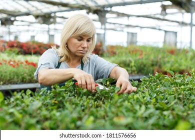 Mature Woman Taking Care Of Plants Gardenia With Scissors In Greenhouse