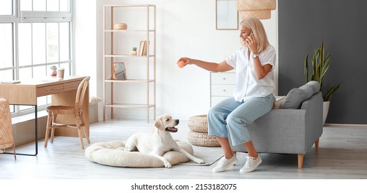 Mature Woman Talking By Phone While Playing With Cute Labrador Dog At Home