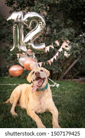 A mature yellow lab dog wearing a sparkly crown at her birthday party celebrated outside in the summer with balloons and a banner laying on green grass with trees in the background