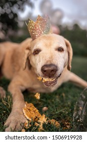 A Mature Yellow Lab Dogs Birthday Party Celebrated Outside Wearing A Glitter Crown And Eating A Smash Cake In The Summer With Green Grass And Trees In The Background