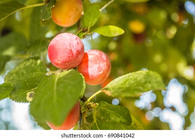Mature yellow plum fruit on the branch  - Shutterstock ID 690841042